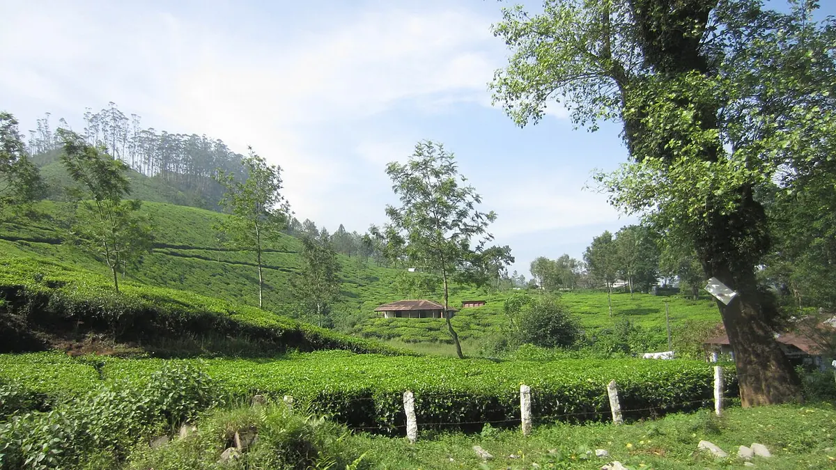 Tea plantations in Munnar, Kerala
