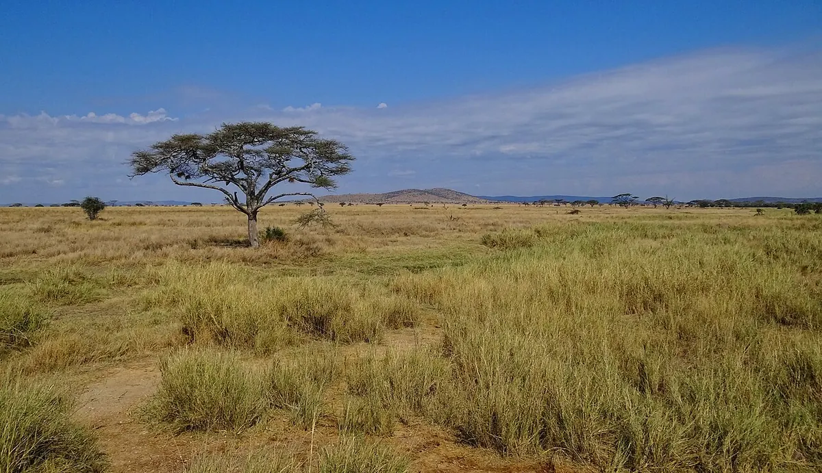 A landscape in Serengeti National Park, Tanzania