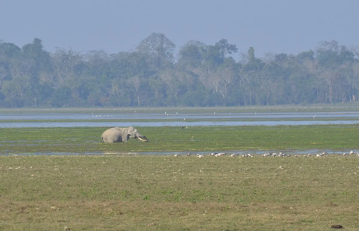 An elephant in Kaziranga National Park